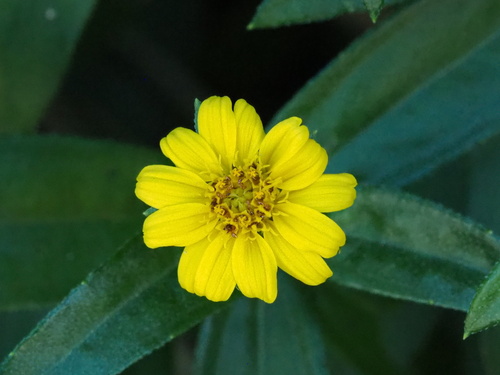 Sphagneticola calendulacea, photograph 3