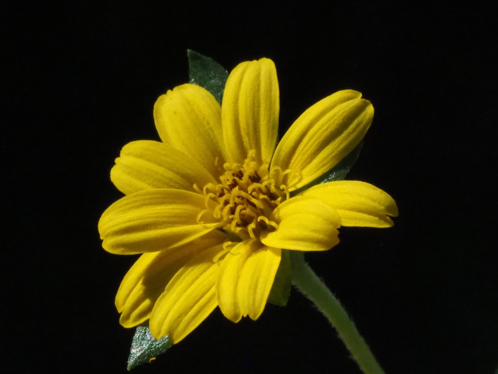 Wedelia (Sphagneticola calendulacea)