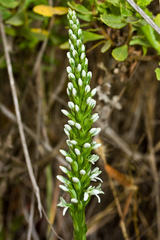 Platanthera elegans elegans