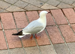 Chroicocephalus novaehollandiae scopulinus