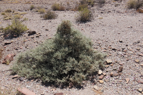 River Ganna (Caroxylon aphyllum)