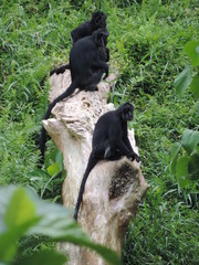 Trachypithecus auratus