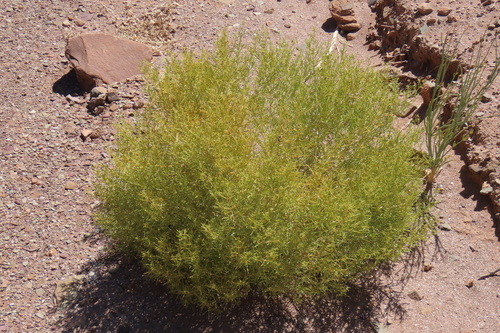 Kraalbush (Aizoon africanum)