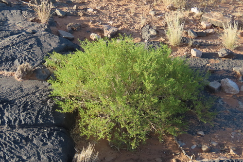 Namib Fagg (Fagonia isotricha)