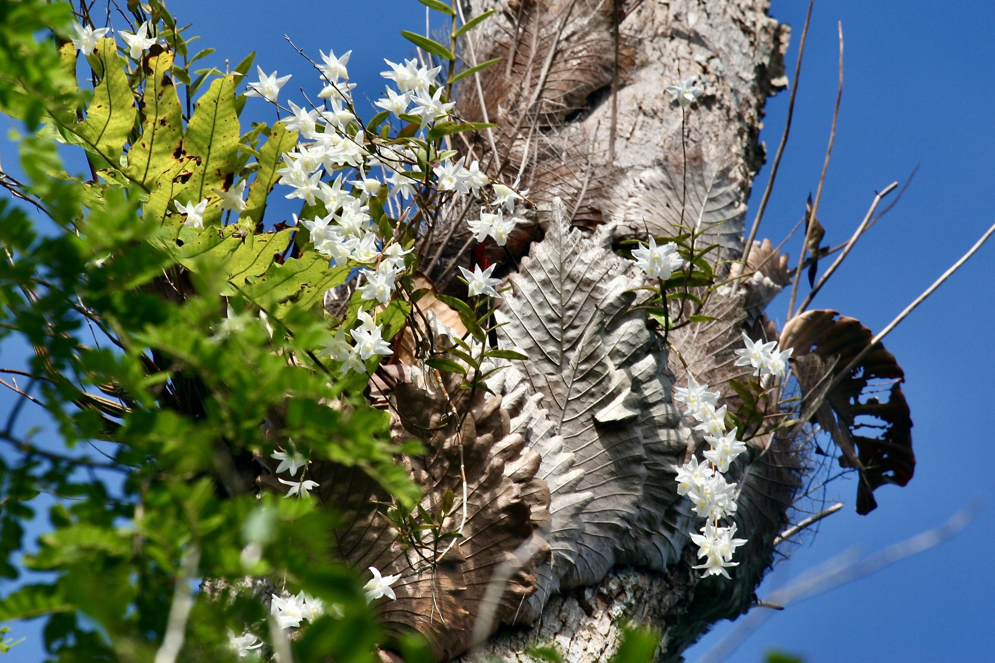 Dendrobium crumenatum — ảnh 3