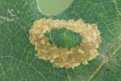 Phyllonorycter quercifoliella