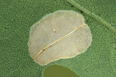 Phyllonorycter quercifoliella