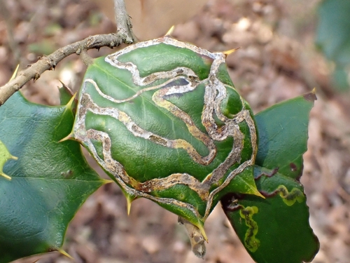 Unknown species found near Lothian, MD 20711, USA