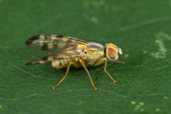 Terellia nigronota