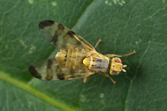 Terellia nigronota