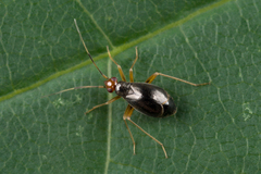 Orthonotus rufifrons