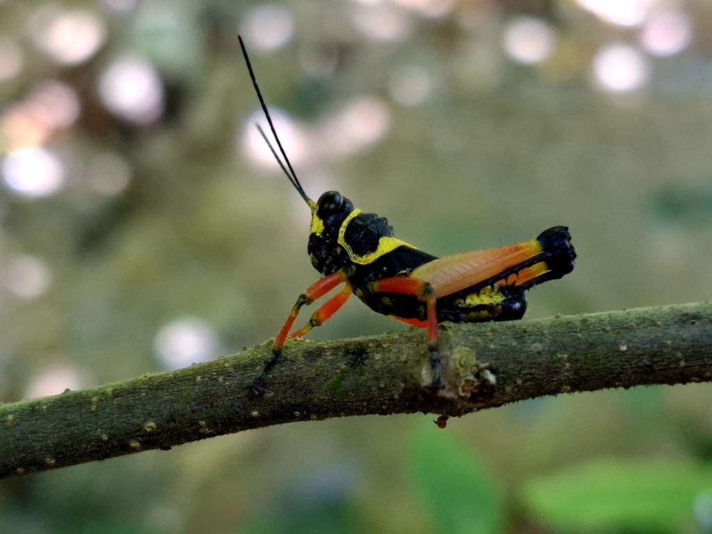 Alectorolophus impunctus