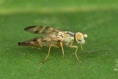 Terellia nigronota