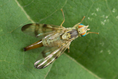 Terellia nigronota