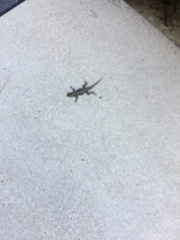 Sceloporus occidentalis