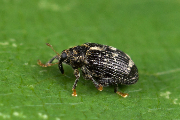 Orchestes