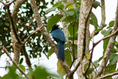 Cyanocorax melanocyaneus