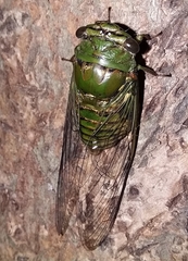 Quesada gigas