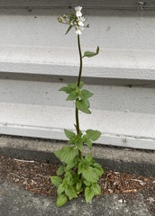 Nemesia floribunda