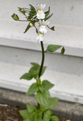 Nemesia floribunda