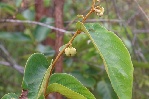 Annona tomentosa observed 2025-12-14