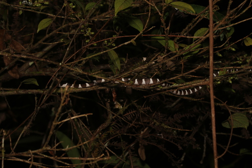 Betsileo White-banded Tree Snake