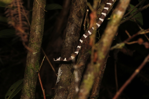 Betsileo White-banded Tree Snake