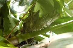 Megascops cooperi