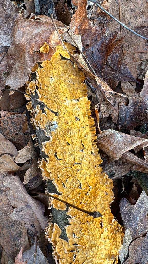 Stereum complicatum · December 2025 · photo: © rpburkert (iNaturalist, cc-by-nc)