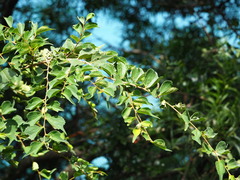Celtis biondii, photograph author not stated, no rights reserved