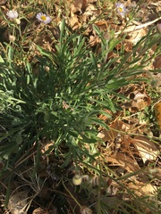Erigeron tracyi