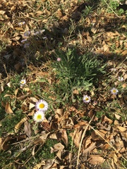 Erigeron tracyi