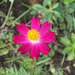 Coreopsis rosea - Photo (c) Bruno Cardoso, algunos derechos reservados (CC BY-NC), subido por Bruno Cardoso