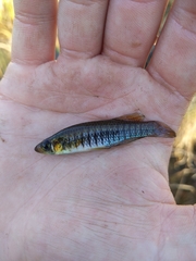 Fundulus nottii