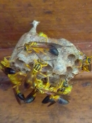 Mischocyttarus cerberus