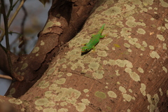 Phelsuma guimbeaui