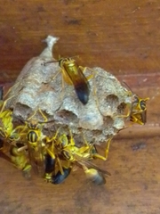 Mischocyttarus cerberus