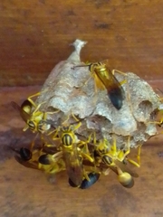 Mischocyttarus cerberus