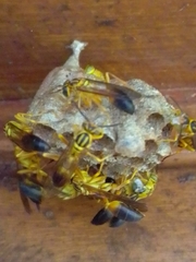 Mischocyttarus cerberus