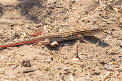 Acanthodactylus boskianus