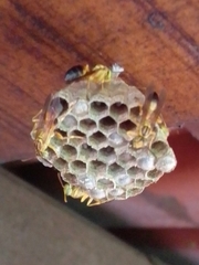 Mischocyttarus cerberus