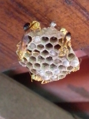 Mischocyttarus cerberus