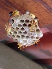 Mischocyttarus cerberus