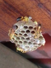 Mischocyttarus cerberus