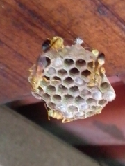 Mischocyttarus cerberus