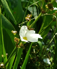Echinodorus grandiflorus