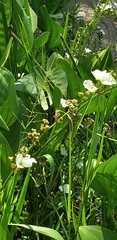 Echinodorus grandiflorus