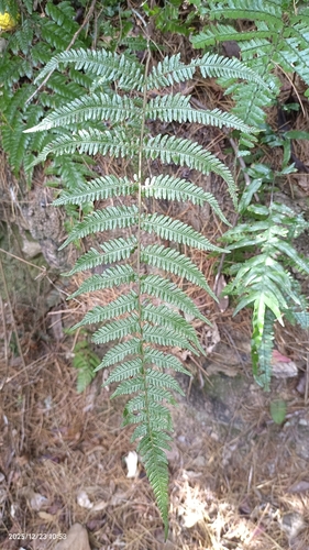 Parathelypteris observed 2025-12-23