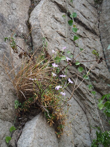 Dianthus longicalyx, photograph 6