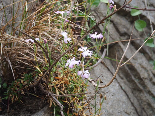 Long-calyx pink (Dianthus longicalyx)
